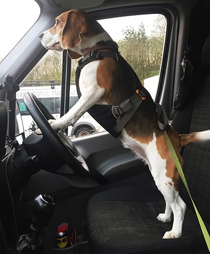 Van Life with Dogs