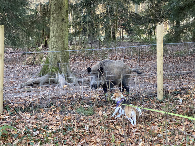 Piglet saying hello to the wild boars at the free campervan parking spot near Baden-Baden