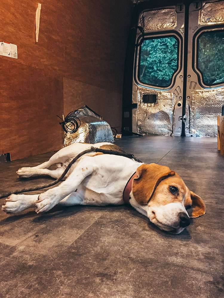 Our dog lying on the new floor of our van during our build